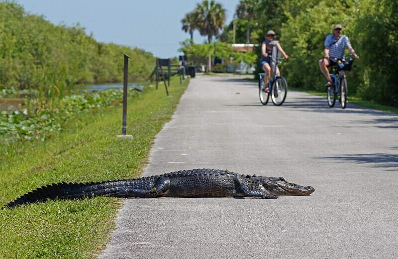 Shark Valley Bike Trail -- Unusual Day Activity